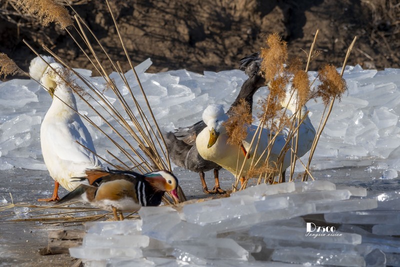 翡翠蓝湾禽鸟园（9）