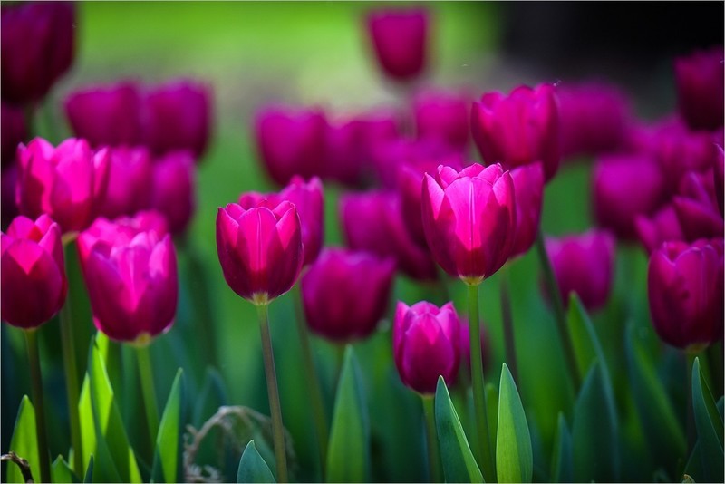 2026年第0240贴 - 北京中山公园郁金香（0412）