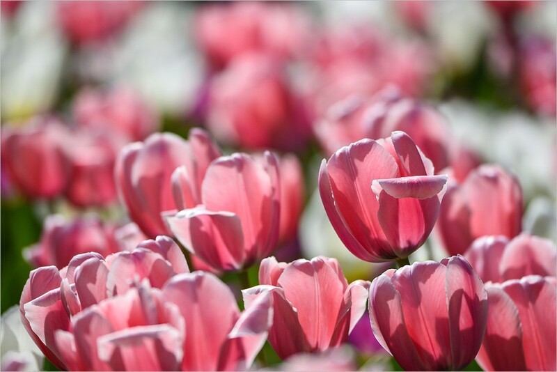 2026年第0241贴 - 北京中山公园郁金香（0412）