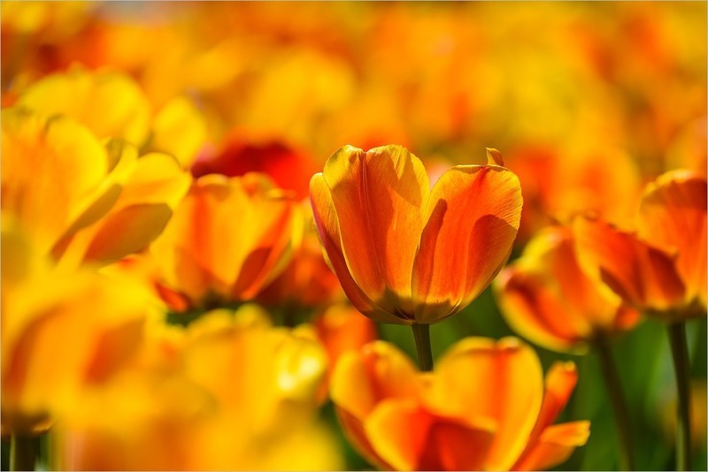 2026年第0241贴 - 北京中山公园郁金香（0412）