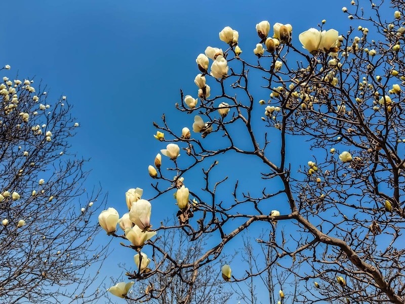 【镜头里】第1639号：玉兰花开（一）