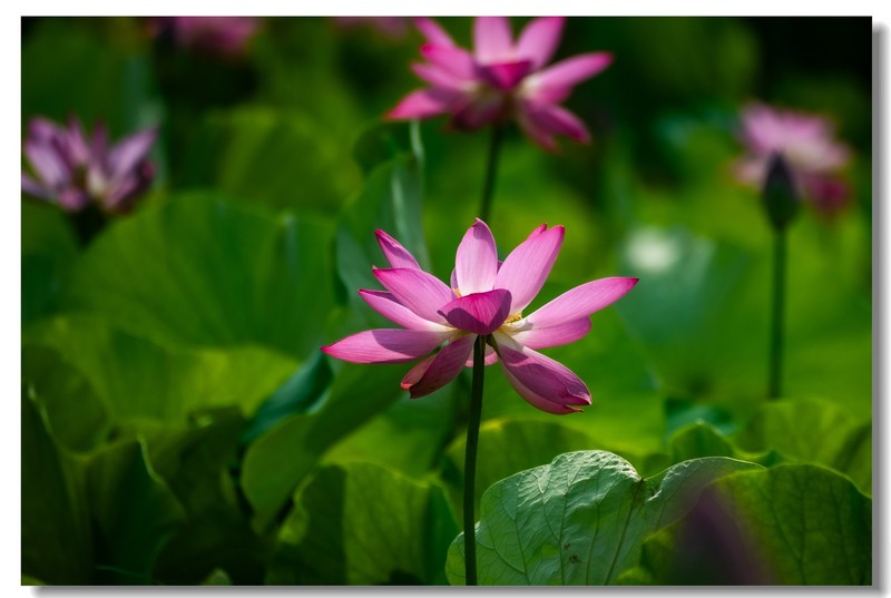 荷花（四）