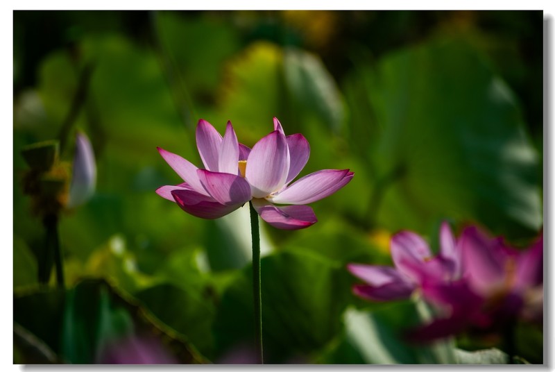 荷花（四）