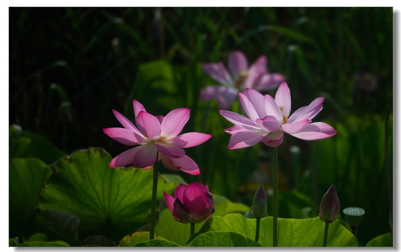 荷花（五）
