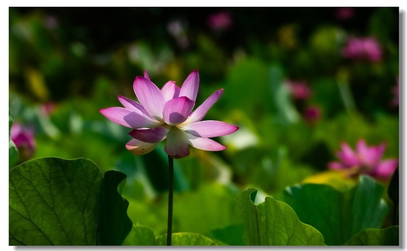 荷花（五）