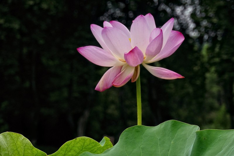 植物园荷花三