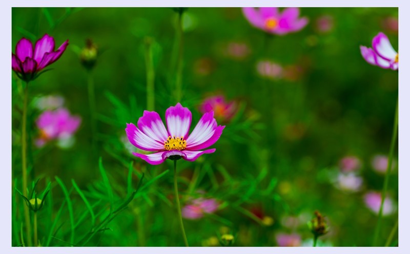 生态园拍花