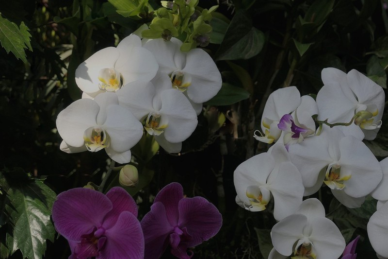 植物园蝴蝶兰二