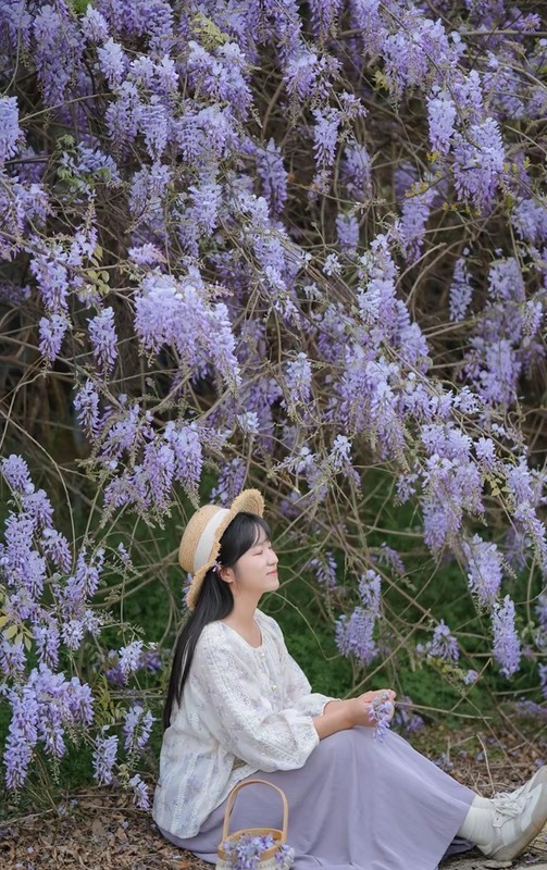 紫屿农场紫藤美极了3