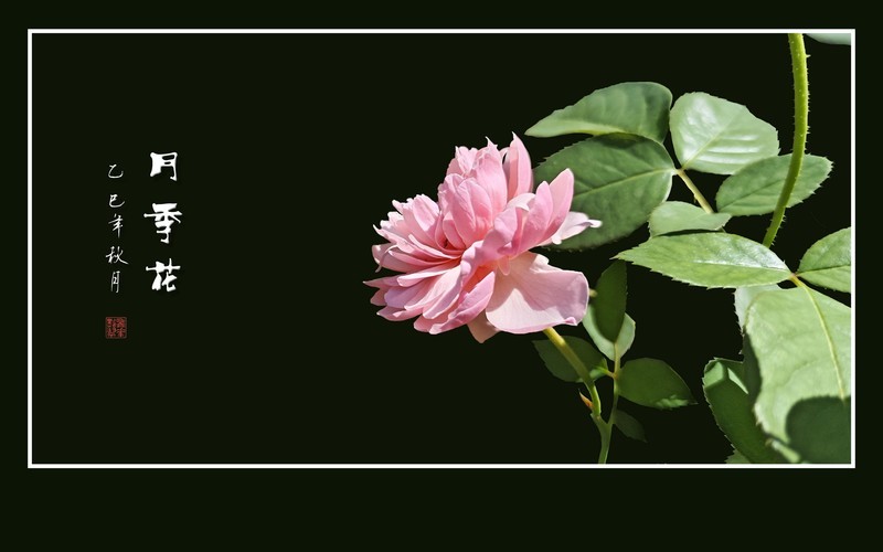 漂亮的花中皇后-月季花