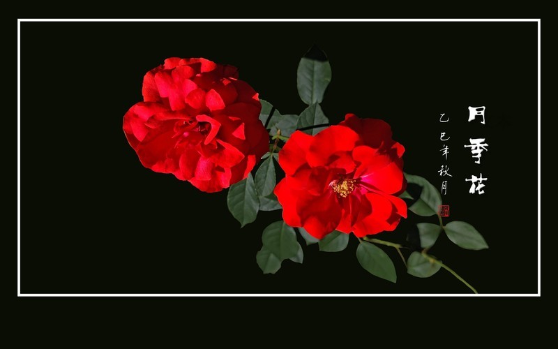 漂亮的花中皇后-月季花