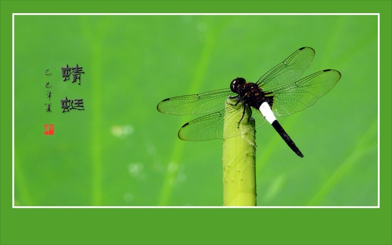 灵巧可爱的蜻蜓