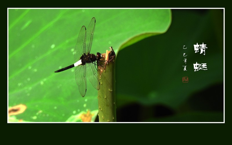 灵巧可爱的蜻蜓