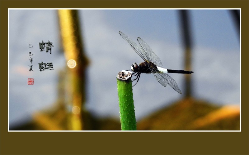 灵巧可爱的蜻蜓