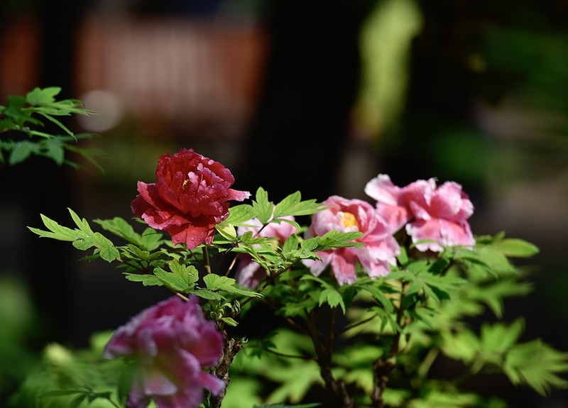 牡丹花