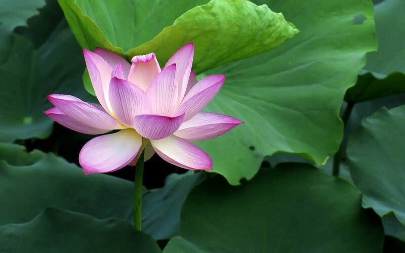 [26312] 流花湖的荷花（完）