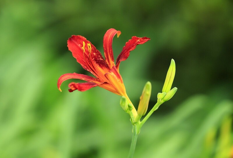 萱草花 (12)