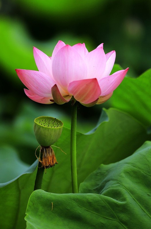 荷花 (17)