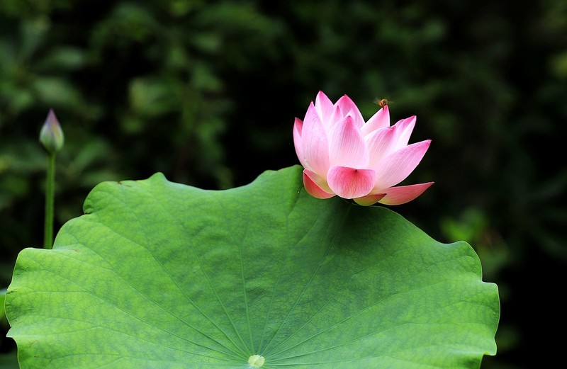 荷花 (17)