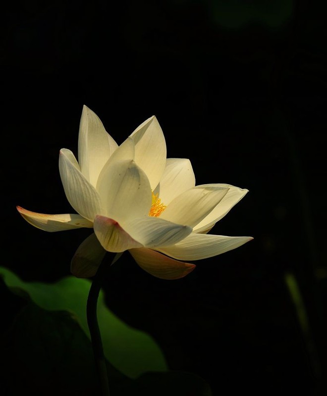 荷韵清风（续）