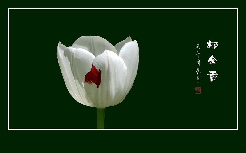 一组肃穆圣洁的白郁金香