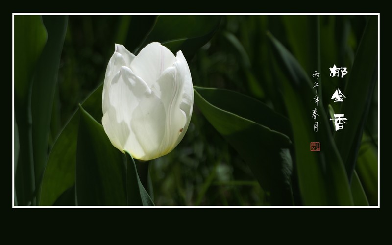 一组肃穆圣洁的白郁金香