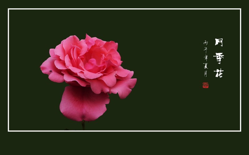 鲜艳漂亮的月季花