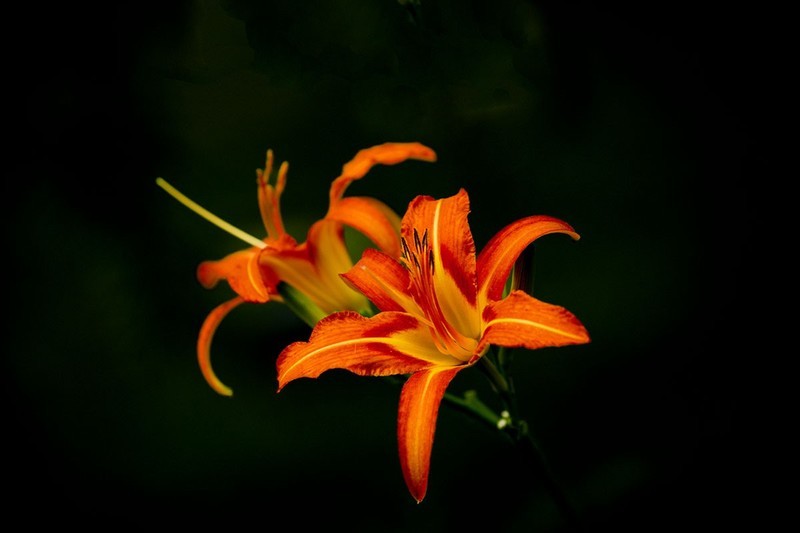 萱草花（4）