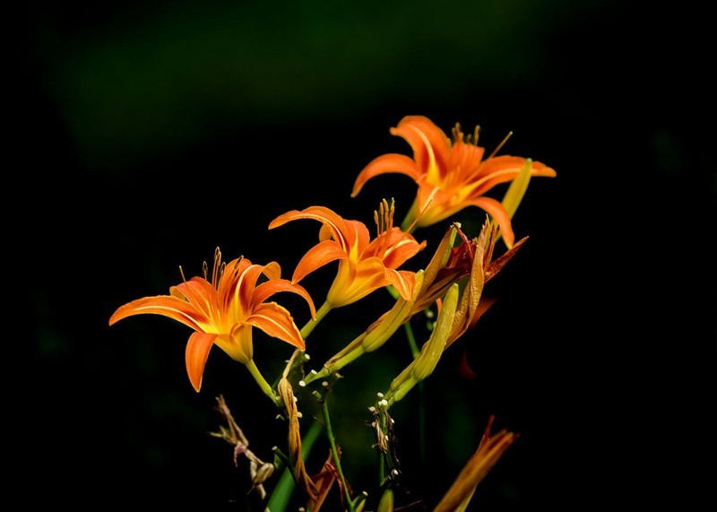 萱草花（4）