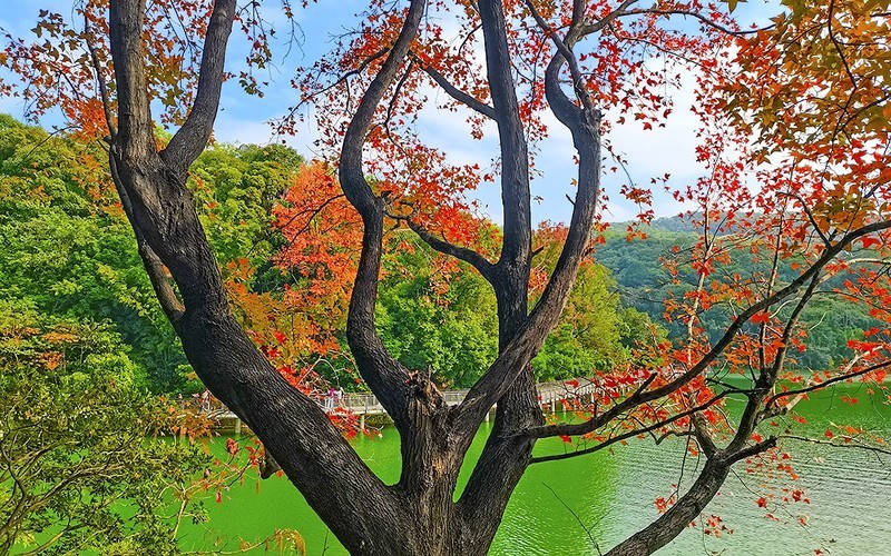 [26011] 白云山的红叶