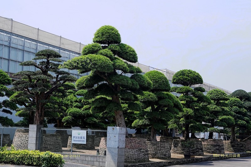 羅漢松（一）