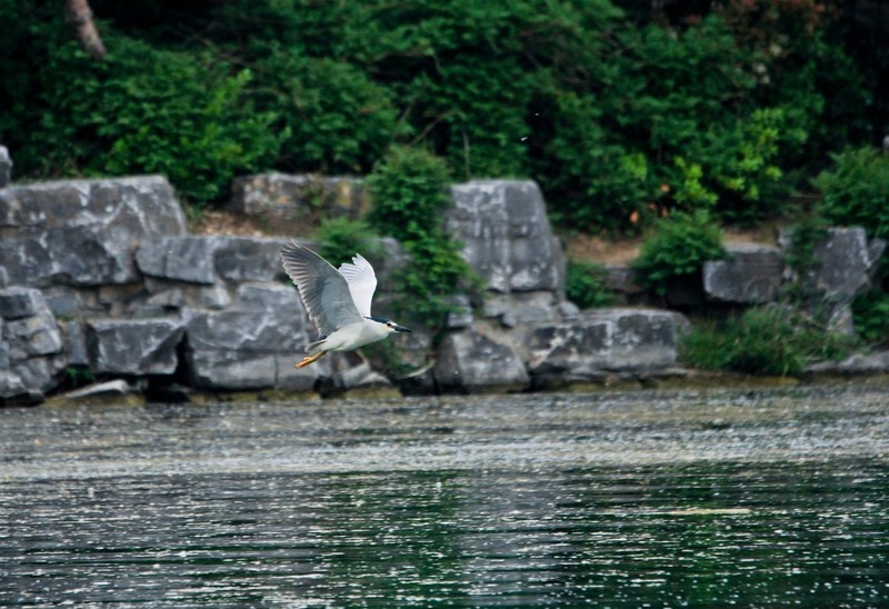 随拍——明湖夜鹭