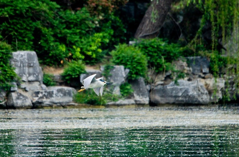 随拍——明湖夜鹭
