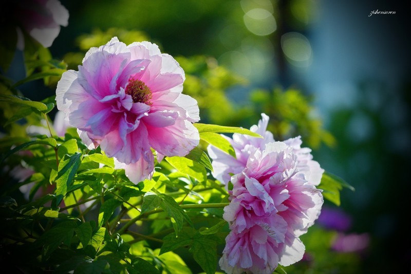 国色天香（2026）