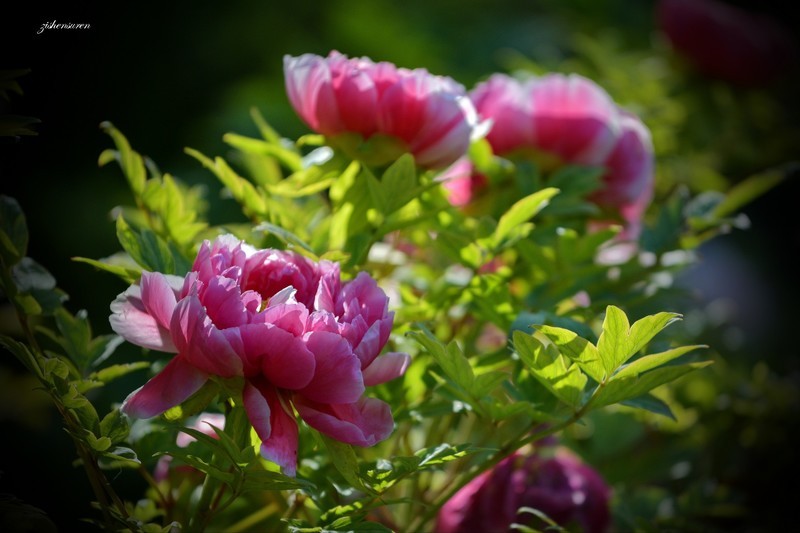 国色天香（2026）