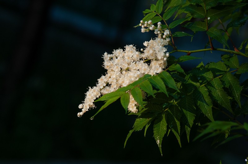 珍珠梅   上