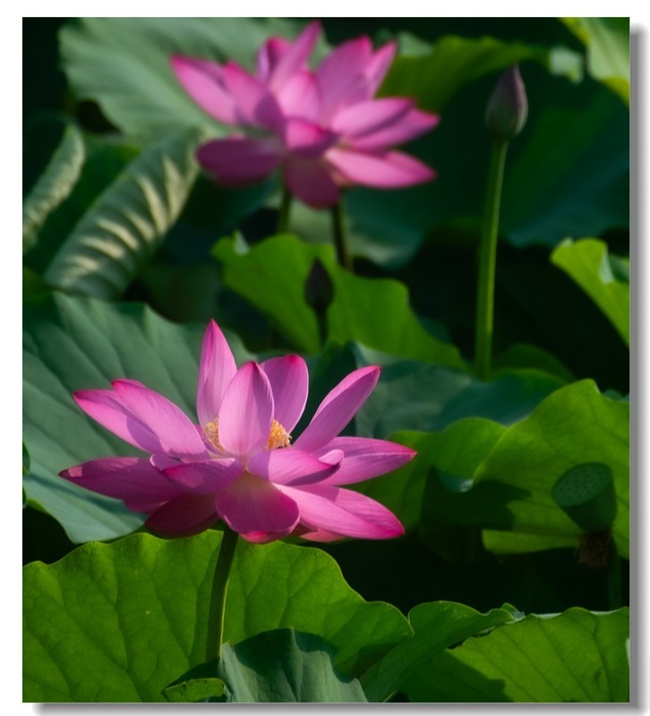 荷花（十七）