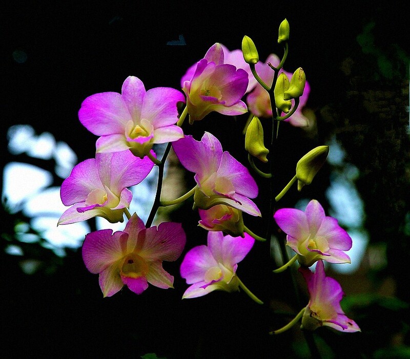 1336【不老松：纪实摄影】《异国风情录》三国演义：新加坡、马來西亚、泰国游记！看见