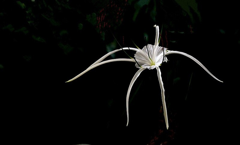 1336【不老松：纪实摄影】《异国风情录》三国演义：新加坡、马來西亚、泰国游记！看见