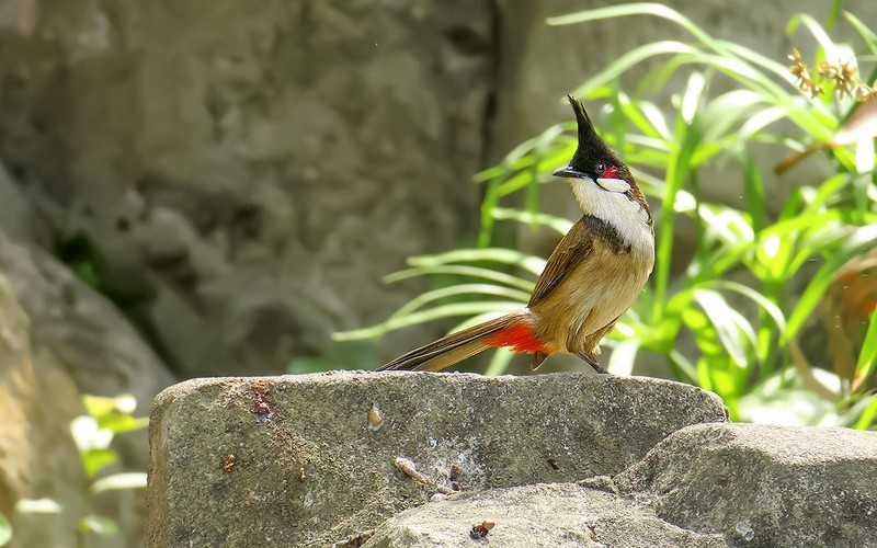 [26012] 晓港公园的红耳鹎