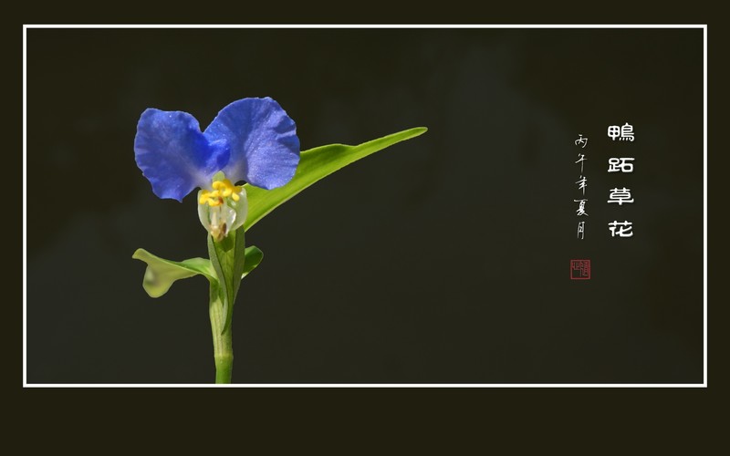 蓝蓝的小野花鸭跖草花