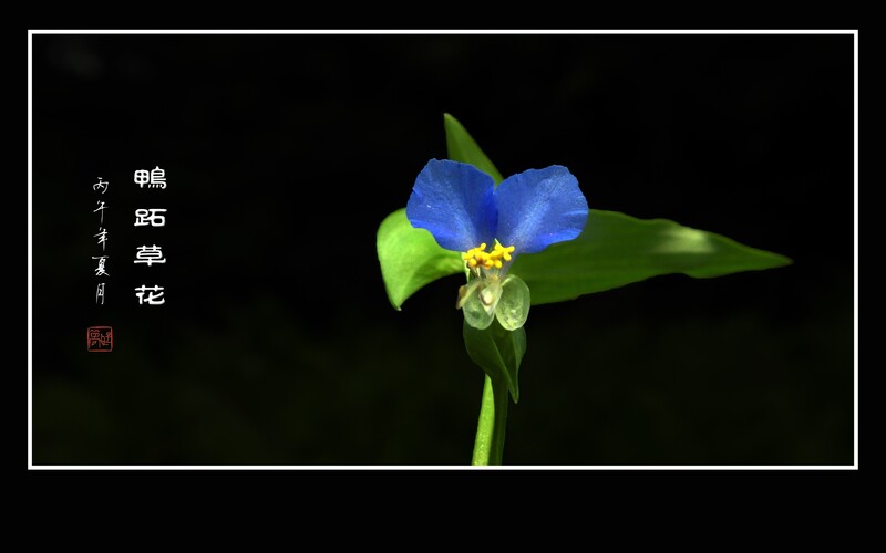 蓝蓝的小野花鸭跖草花