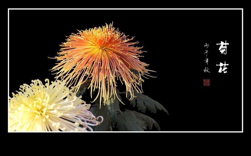 秋季独秀的俏丽菊花