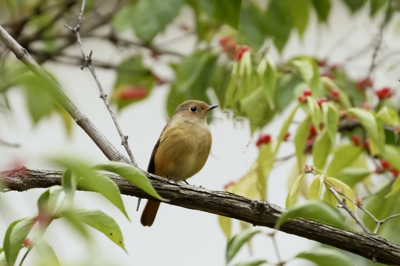 北红尾鸲（13）
