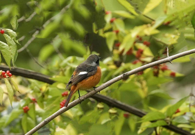 北红尾鸲（13）