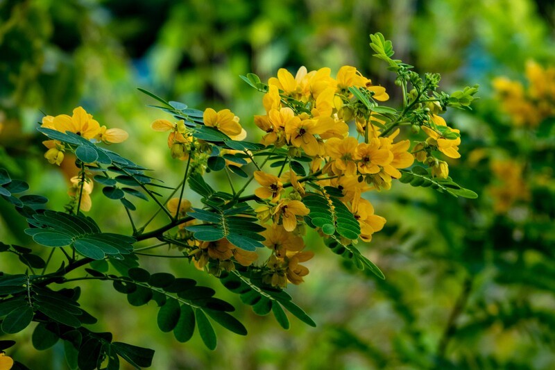 花