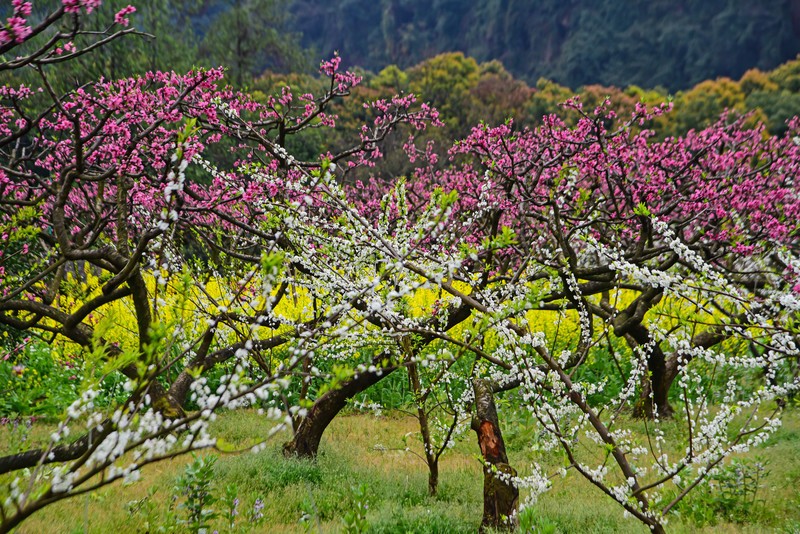 梨白桃红菜花黄 3-2