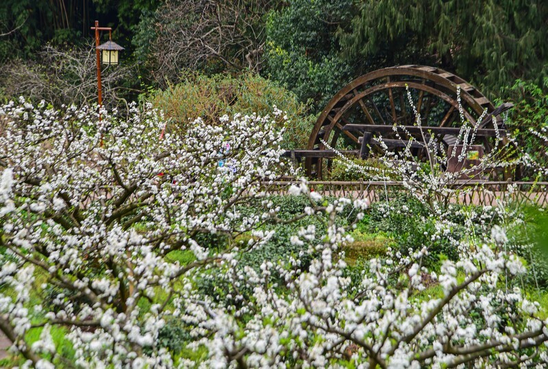 梨白桃红菜花黄 3-2