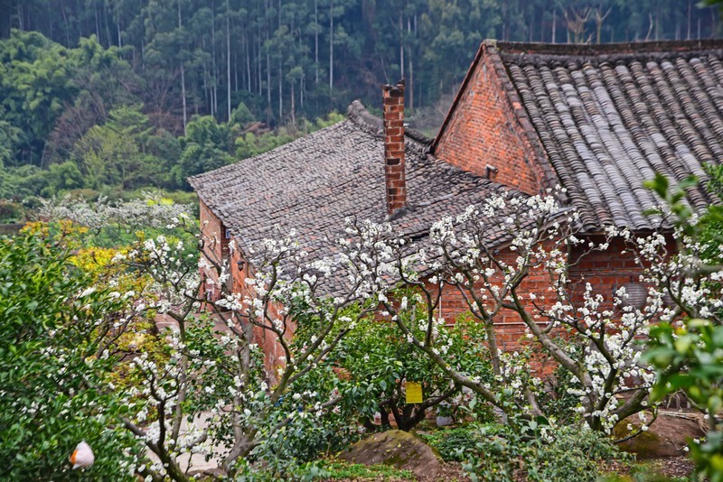 梨白桃红菜花黄 3-2
