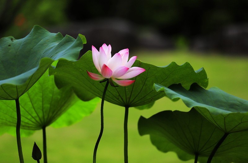 荷花 (21)